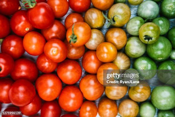 tomaten gerangschikt van onrijp naar rijp in kleurgradiënt - tomaten stockfoto's en -beelden