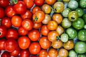 Tomatoes Arranged From Unripe to Ripe in Color Gradient