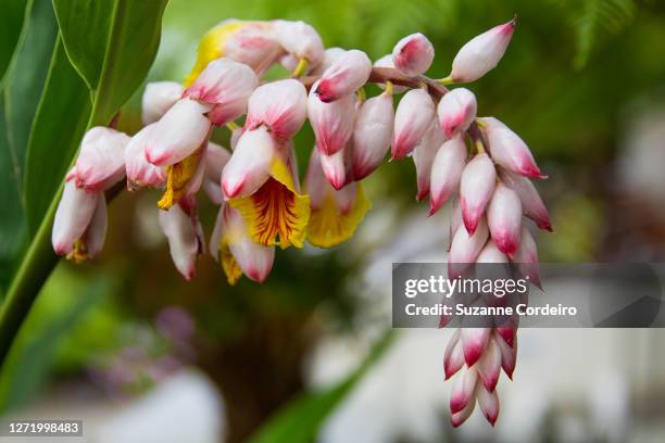 shell ginger blossom, alpinia zerumbet plant - alpinia zerumbet stock pictures, royalty-free photos & images