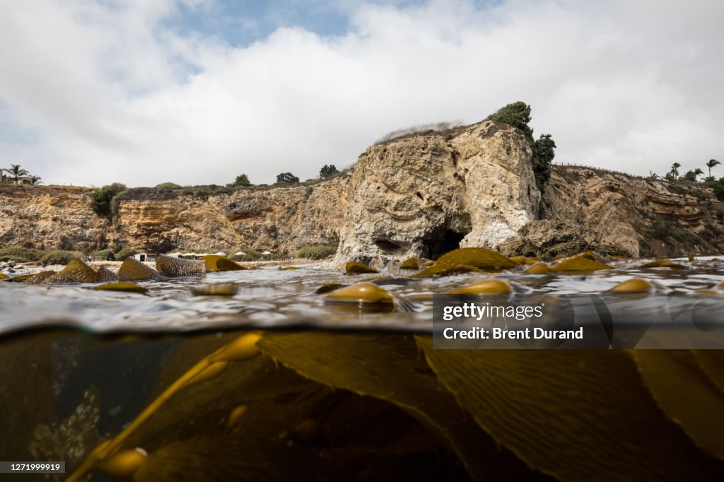 Split View of Kelp and Terranea Beach Sea Cave