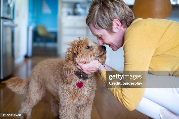 woman petting her puppy - emotional support animal stock pictures, royalty-free photos & images