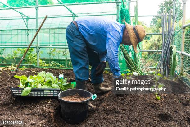 senior japanese farmer in his garden - bending over stock pictures, royalty-free photos & images