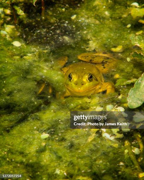 a green frog peers out of the algae in a wetland pond. - leben im teich stock-fotos und bilder