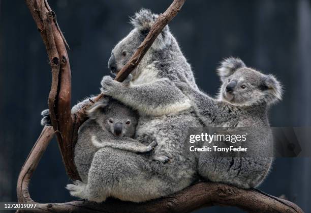 koala bambino - koala foto e immagini stock