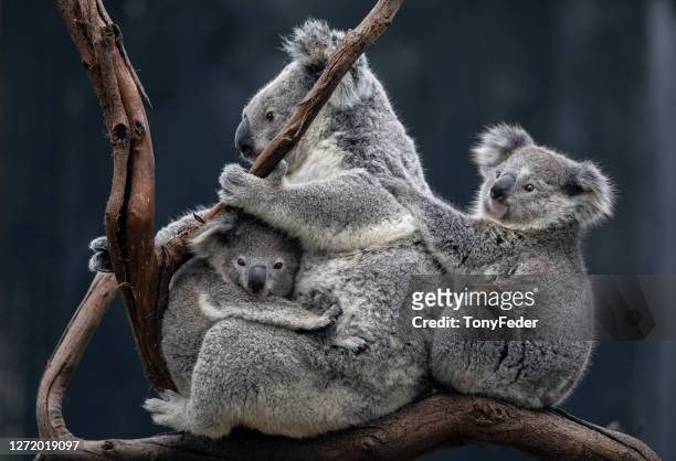 koala baby - coala imagens e fotografias de stock