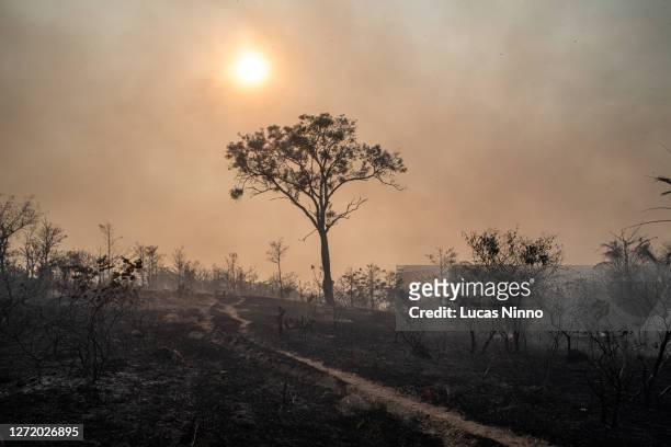 aftermath of fire in brazilian savannah (cerrado) 4 - amazon rainforest burning stock pictures, royalty-free photos & images