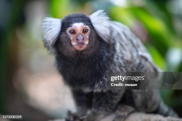 common marmoset - ouistiti commun photos et images de collection