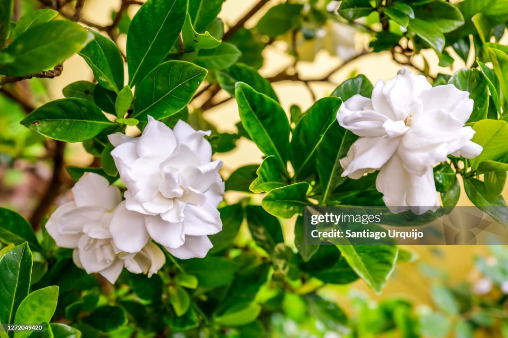Close-up of white gardenias