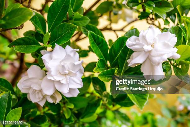 close-up of white gardenias - gardenia stock pictures, royalty-free photos & images