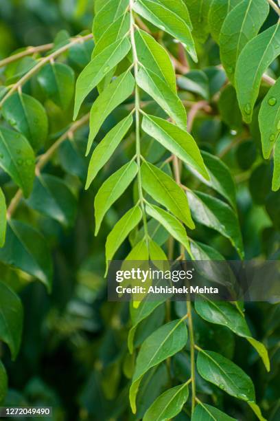 curry leaves branch on tree - curry leaves stockfoto's en -beelden