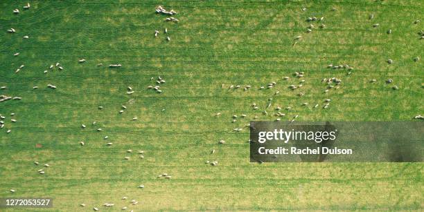 sheep may safely graze - sheep field stock pictures, royalty-free photos & images