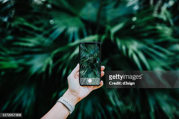 close up of a woman's hand taking photos of  palm trees in the nature with smartphone to use it as wallpaper - smartphone background stockfoto's en -beelden