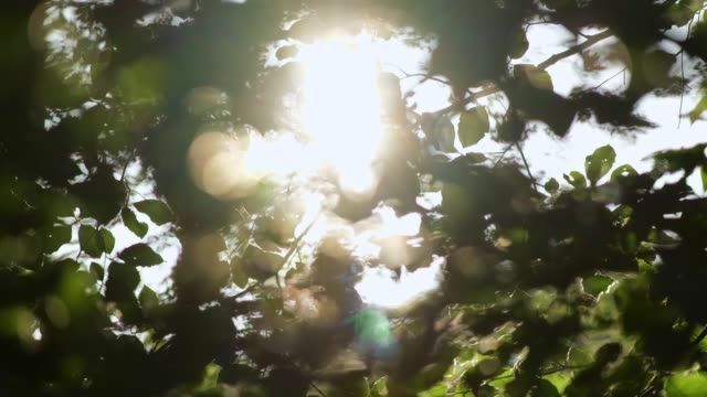 녹색 자연 배경. 바람에 흔들리는 나무의 풍부한 녹색 잎. 아름다운 둥근 보케. 태양이 빛나고 있습니다. 추상 슬로우 모션 샷
