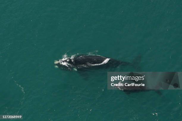 een luchtbeeld van een zuidelijke juiste walvis en haar kleine babywalvis. - southern right whale stockfoto's en -beelden