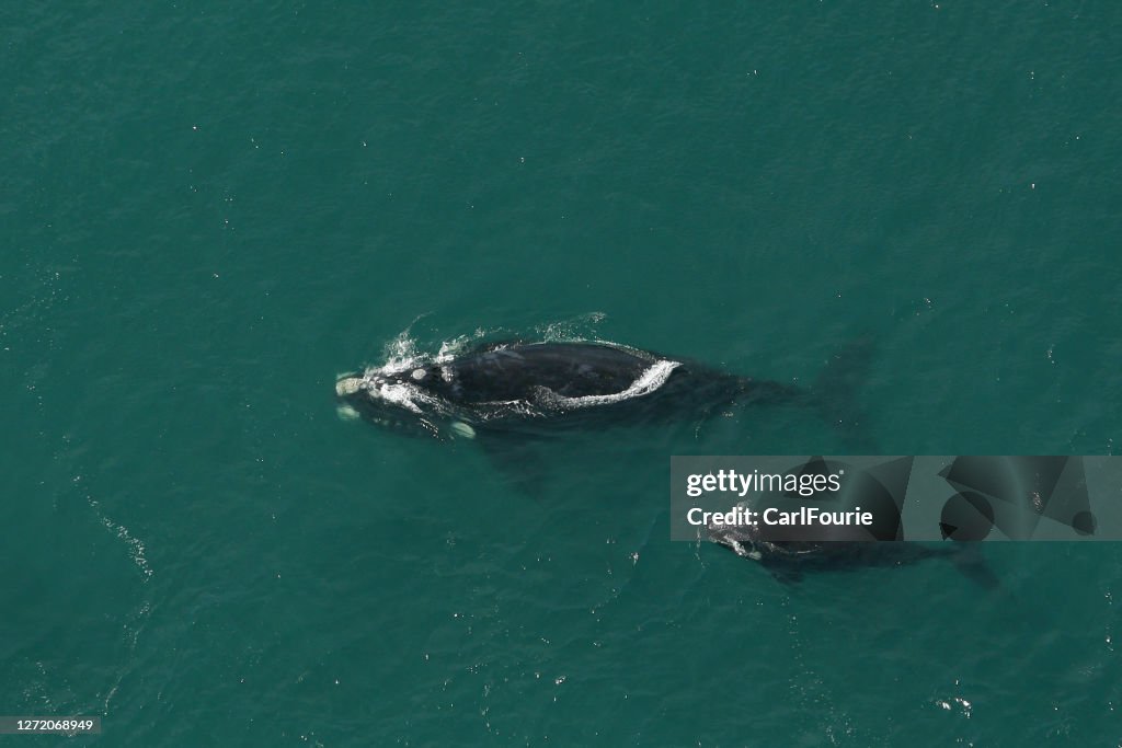 A aerial image of a southern right whale and her little baby whale.