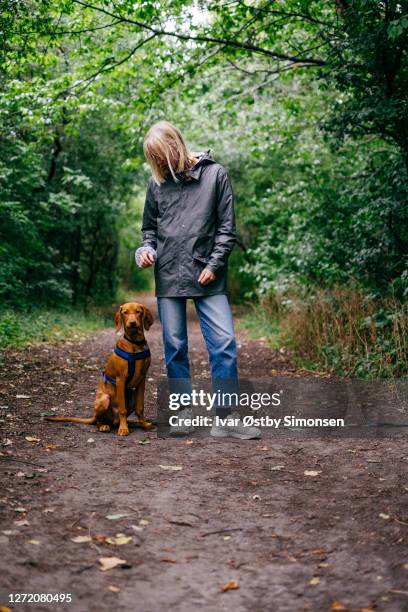 mädchen training hund im wald - vizsla stock-fotos und bilder