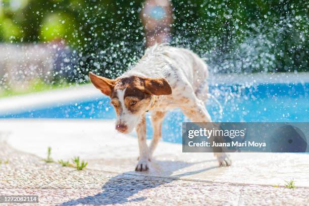 small breed dog splashing water when exiting a swimming pool - home sweet home dog stock pictures, royalty-free photos & images