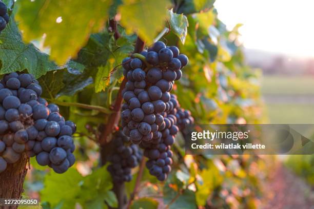 lush wine grapes clusters hanging on the champagne - red grapes stock-fotos und bilder
