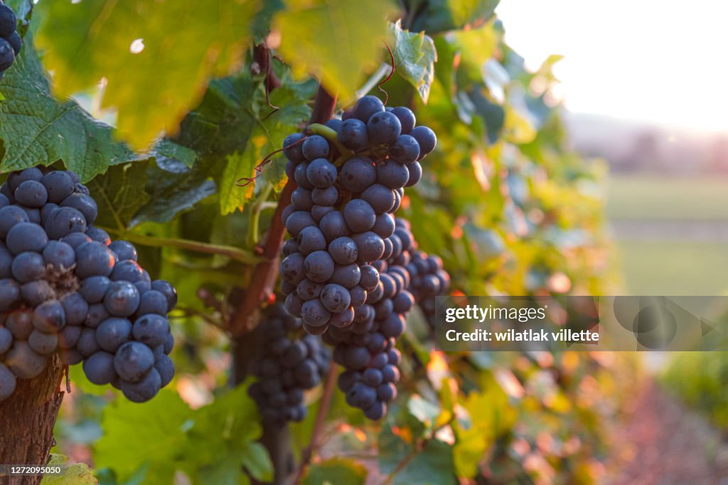 Lush Wine Grapes Clusters Hanging On The champagne