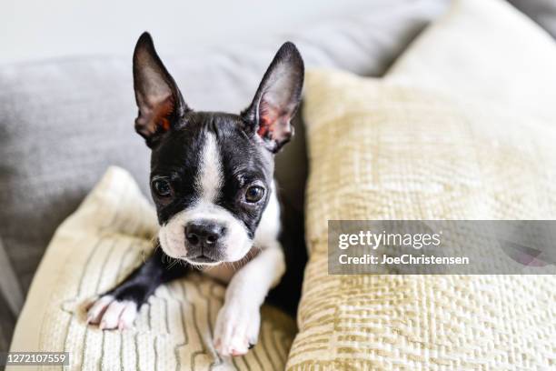 boston terrier welpen mit großen ohren drinnen auf couch - boston terrier stock-fotos und bilder