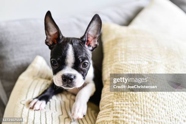 boston terrier puppy with big ears indoors on couch - boston terrier stock pictures, royalty-free photos & images