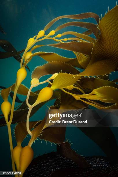 giant kelp (macrocystis pyrifera) details - kelp stock pictures, royalty-free photos & images