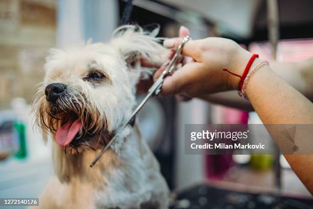little white maltese dog in a dog beauty salon - a maltese dog is sitting on a table in a dog salon - groomer stock pictures, royalty-free photos & images