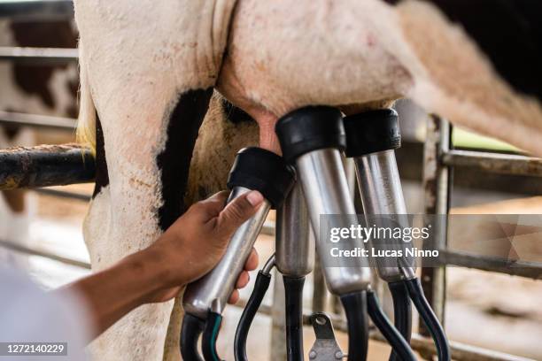 milk cow's udder / teat - euter stock-fotos und bilder