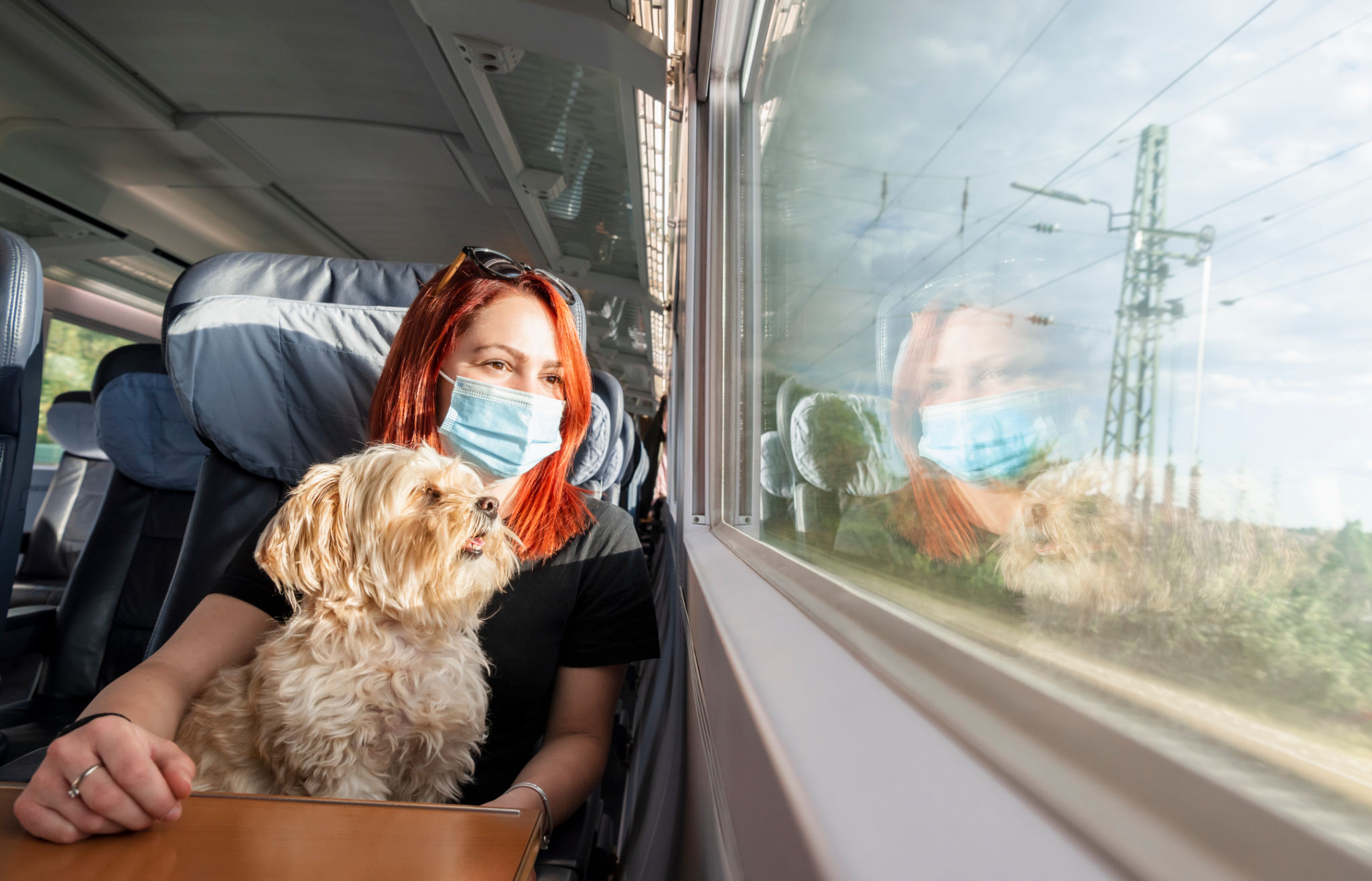 dog public transport