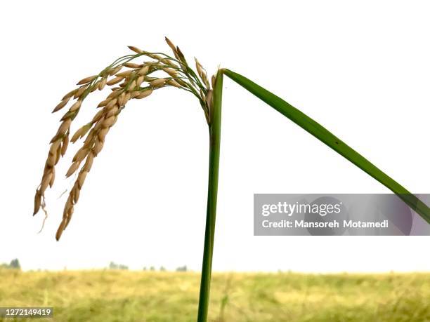 Persian Rice Field 1,381 Iranian Rice Stock Photos, High-Res Pictures, and Images - Getty ...
