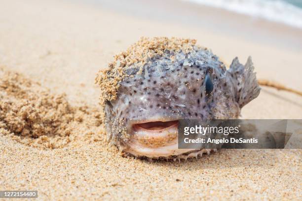 puffer fish on the beach - puffer fish stock pictures, royalty-free photos & images