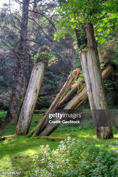 decaying mortuary poles in a remote haida village - haida gwaii totem poles stock pictures, royalty-free photos & images