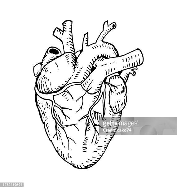 hand gezeichnetes anotomisches herz - human heart stock-grafiken, -clipart, -cartoons und -symbole