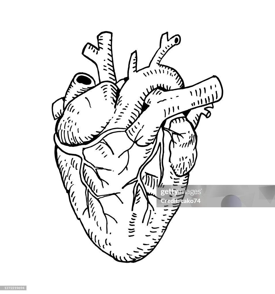 Hand drawn anotomical heart