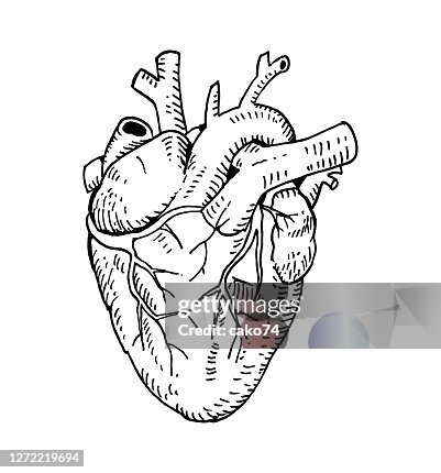 Hand drawn anotomical heart Hand drawn anotomical heart