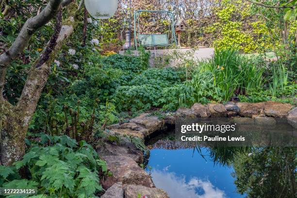 garden pond - garden pond stockfoto's en -beelden