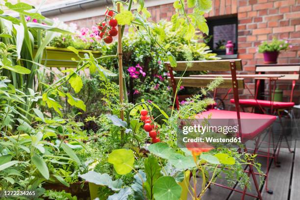 various plants cultivated in balcony garden - balcony garden stockfoto's en -beelden