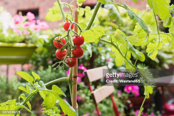 tomatoes (solanum lycopersicum)growing on balcony - balcony vegetables stock pictures, royalty-free photos & images