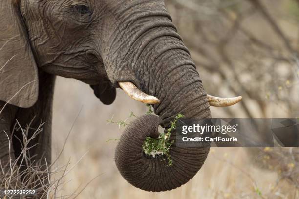 食べながら象の頭をクローズアップ - ゾウの鼻 ストックフォトと画像