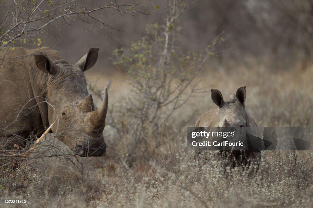 A rhino and her calf in the african bush