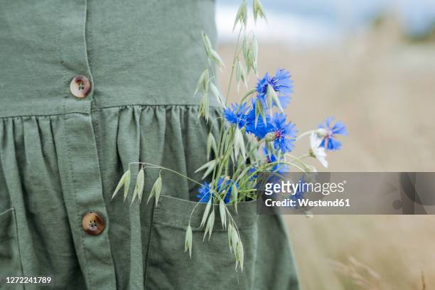 bouquet of blue flowers and oat in the pocket of green dress - oat ear stock pictures, royalty-free photos & images