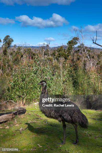 Emu In Bush 82 Emu Bush Stock Photos, High-Res Pictures, and Images - Getty Images
