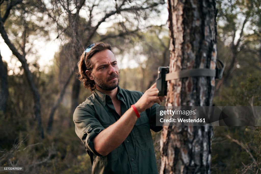 Man adjusting the settings in trail camera mounting on tree trunk in forest