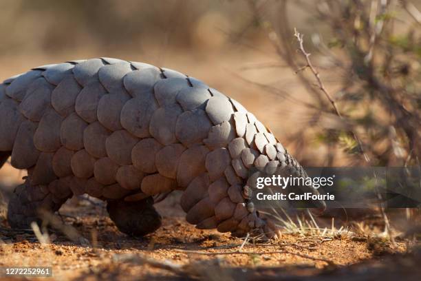 un pangolín vagando por el arbusto en busca de comida - mamífero fotografías e imágenes de stock