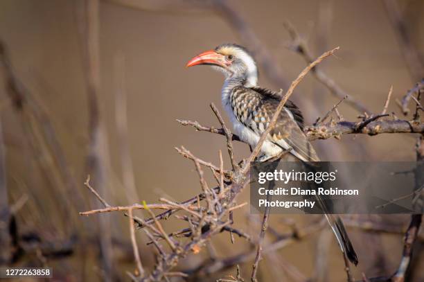 african grey hornbill perched in an acacia tree in  samburu national park, kenya, east africa - african grey hornbill stock pictures, royalty-free photos & images