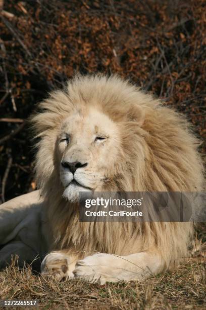 4,444 White Lion Photos and Premium High Res Pictures - Getty Images 4,444 White Lion Photos and Premium High Res Pictures - Getty Images