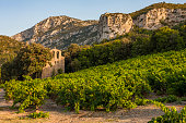 vineyards in the wine region Languedoc-Roussillon, Roussillon, France