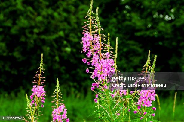 fireweed pink flowers on dark key nature background. herbal treatment medicine - fireweed stock pictures, royalty-free photos & images