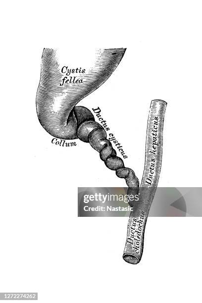 149 Common Bile Duct High Res Illustrations - Getty Images