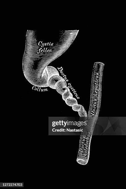 149 Common Bile Duct High Res Illustrations - Getty Images
